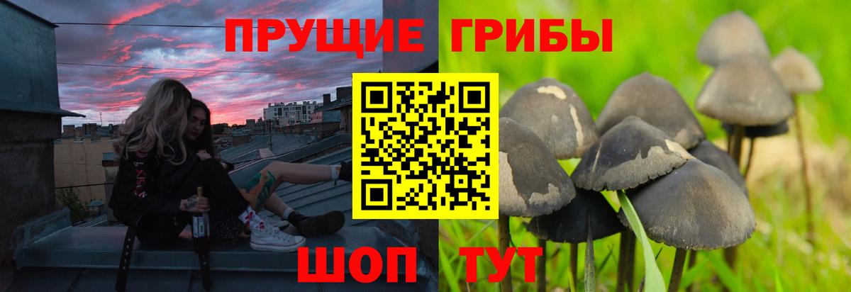 Псилоцибиновые грибы Cubensis  Вход с VPN  как найти наркотики  Мценск 